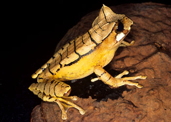 雨蛙科 Hylidae 蓝色动物学